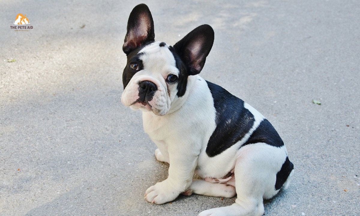 Which Dog Doesn’t Need Much Care? – (7 Breeds) 8 French Bulldog
